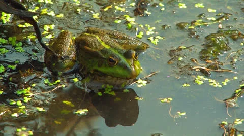 Green marsh frog. Stock Footage 27088051