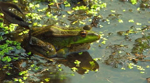 Green marsh frog. Stock Footage 27138923