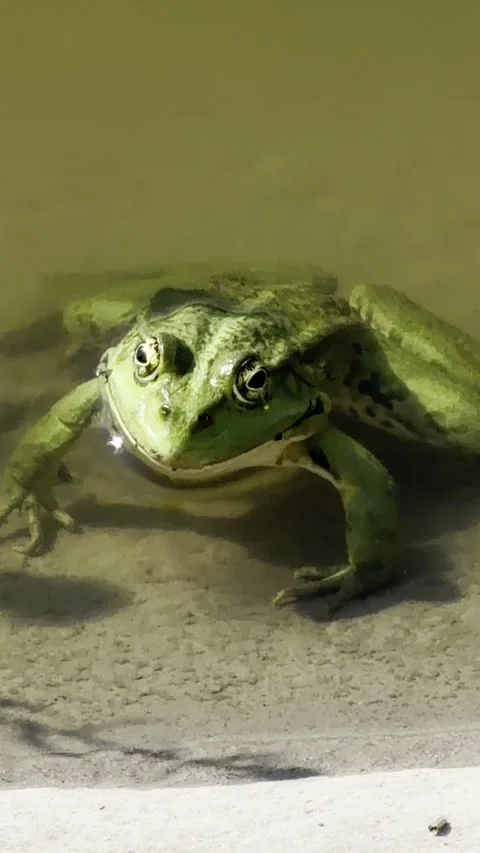 Green Marsh Frog Resting Motionless in Shallow Sunlit Water — Vertical Stock Footage 340639276