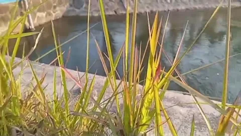 Green marsh grass grows at the water's edge. Vídeo Stock 340983867