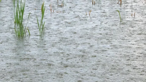 Green marsh grasses grow in shallow pond as pouring rain splashes Видео 336756025