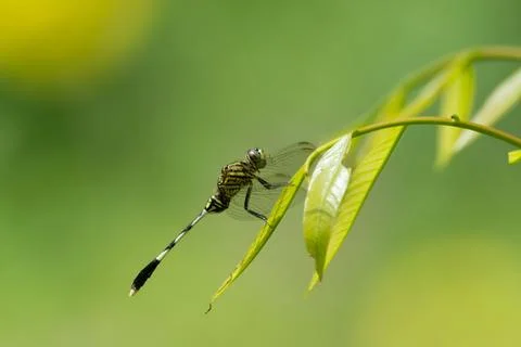 Green marsh hawk resting on a leaf Stock Photos