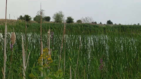 Green marsh reeds and cattails by calm riverbank in summer Stock Footage 339588920
