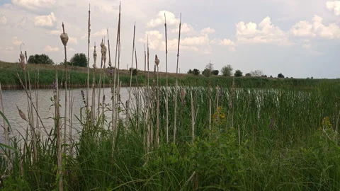 Green marsh reeds and cattails by calm riverbank in summer Stock Footage 339588971