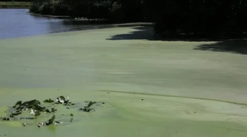 Green Marsh TL 库存影片 12111903