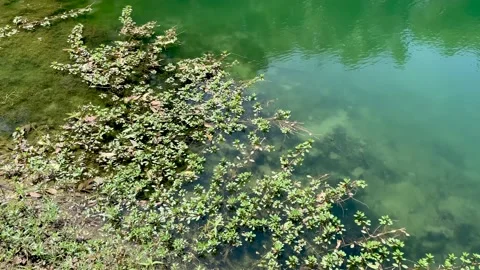 Green Marsh Water Stock Footage 237548841