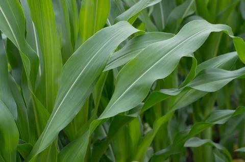 The green mass of corn Stock Photos