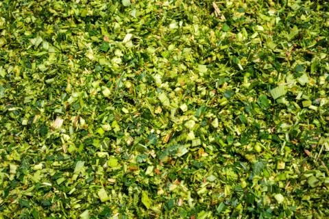 Green mass of corn silage during placement in the pit Fotos de archivo