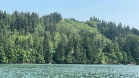 Green massive trees on the lakeside hill Stock Footage 241543814
