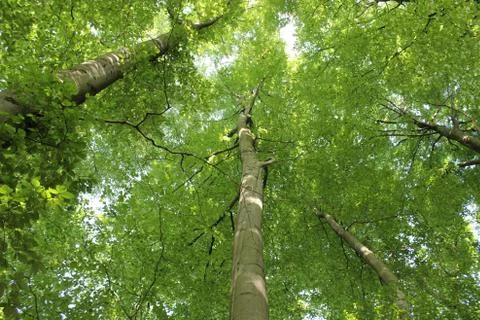 Green may Stock Photos