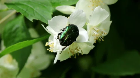 Green maybug on jasmine Stock Footage 68102878