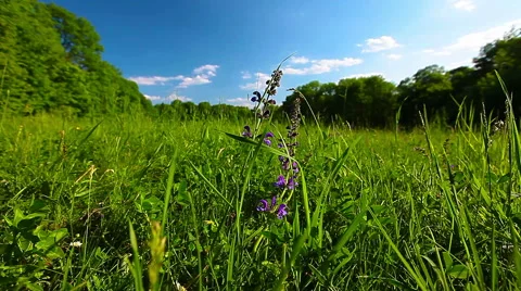 Green meadow and cloudy sky Stock Footage 50348199