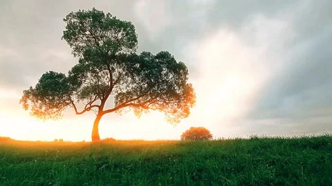 Green meadow and cloudy sky Stock Footage 117186702
