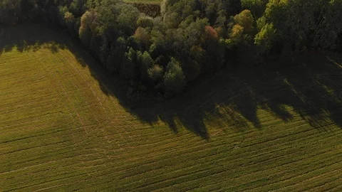 Green meadow and forest Stock Footage 98712130