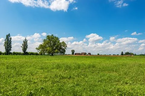 Green Meadow and a Large Tree in Padan Plain or Po valley - Lombardy Italy Stock Photos