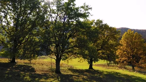 Green meadow and oak trees against the sun. Autumn forest colors. Video stock 150557761