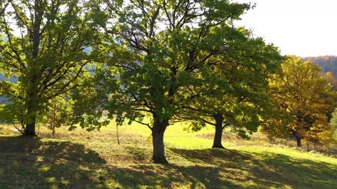 Green meadow and oak trees against the sun. Autumn forest colors. Video stock 150557935
