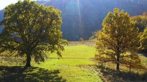 Green meadow and oak trees against the sun. Autumn forest colors. 스톡 동영상 150600386