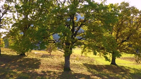 Green meadow and oak trees against the sun. Autumn forest colors. Stock Footage 150600524