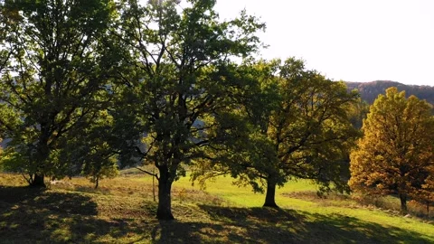 Green meadow and oak trees against the sun. Autumn forest colors. Stock-Footage 150600528