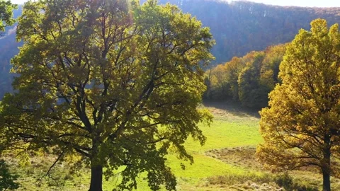 Green meadow and oak trees against the sun. Autumn forest colors. Stock Footage 150611247