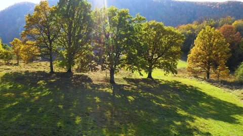Green meadow and oak trees against the sun. Autumn forest colors. Video stock 150614154