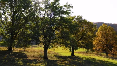 Green meadow and oak trees against the sun. Autumn forest colors. Stock-Footage 150614571