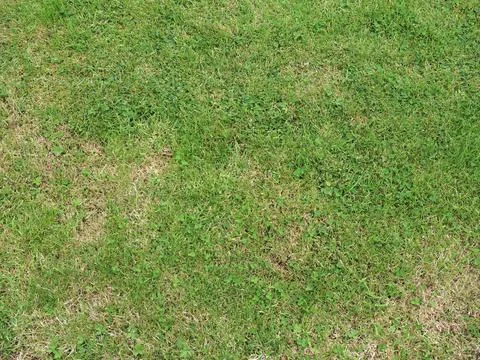 Green meadow background Stock Photos