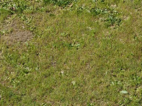 Green meadow background Stock Photos