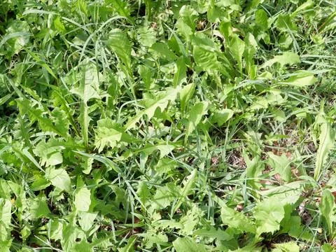 Green meadow background Stock Photos
