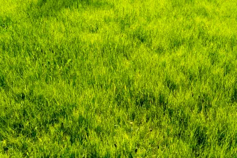 Green meadow for backgrounds and compositions Stock Photos