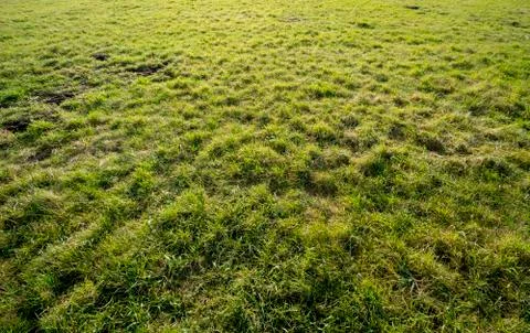 Green meadow in backlit for backgrounds Stock Photos
