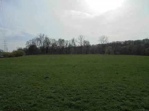 Green meadow with bare trees in the background. Panorama of lowland nature. Stock Photos