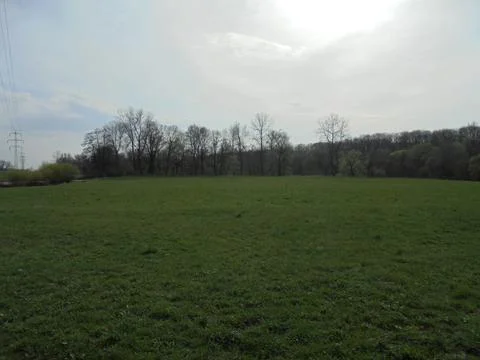 Green meadow with bare trees in the background. Panorama of lowland nature... Stock Photos