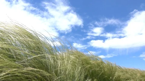 Green meadow with a blue cloudy sky 動画素材 98212672