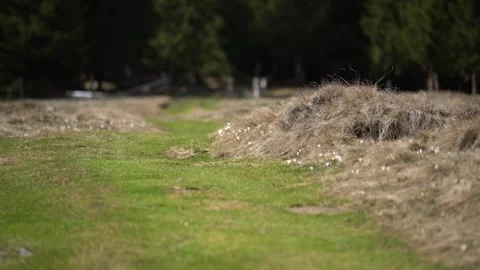Green meadow changing into forest landscape Stock Footage 307177892