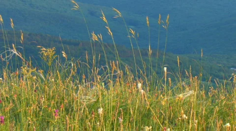 Green meadow close up 2 Stock Footage 478568