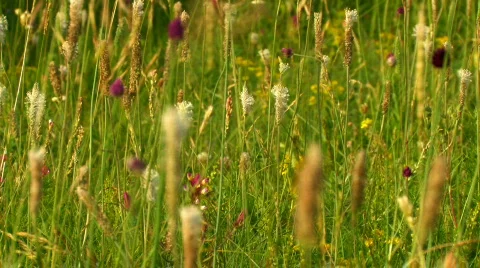 Green meadow close up 3 Stock-Footage 478757