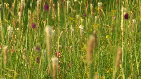 Green meadow close up 4 Stock Footage 478756