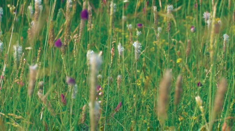 Green meadow close up 5 Stock-Footage 478763
