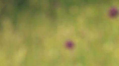 Green meadow close up 6 Stock Footage 478772