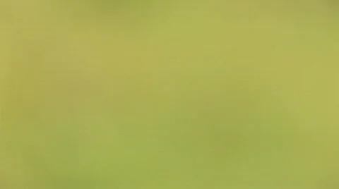 Green meadow close up 7 Stock Footage 478779