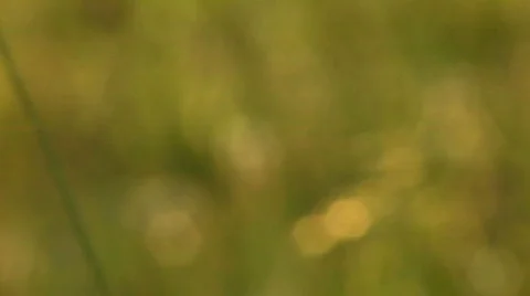 Green meadow close up 8 Stock Footage 478739