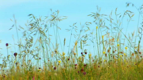 Green meadow close up Stock Footage 478752