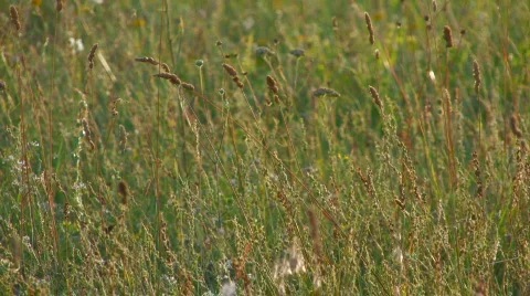 Green meadow close up  Stock-Footage 515795
