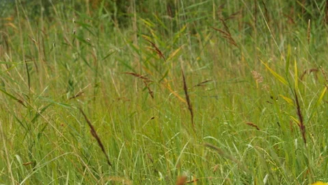Green meadow close-up low angle view Stock Footage 143732384