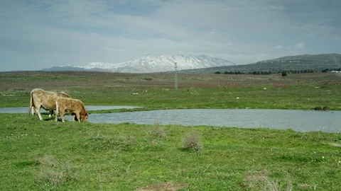 Green Meadow with cows 0001 Video stock 113072116