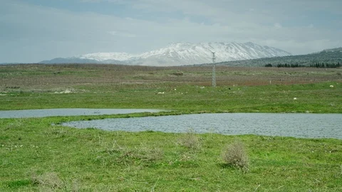 Green Meadow with cows 0003 Stock Footage 113073386