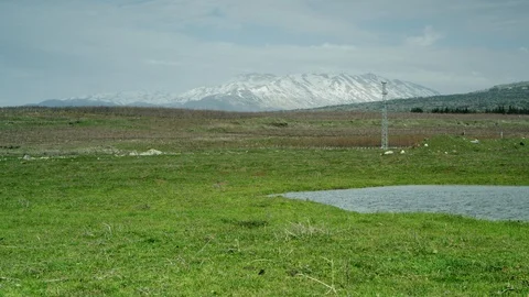 Green Meadow with cows - 0004 Stock Footage 113071412