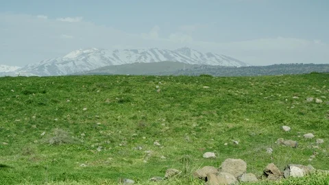 Green Meadow with cows 0007 Stock Footage 113073286